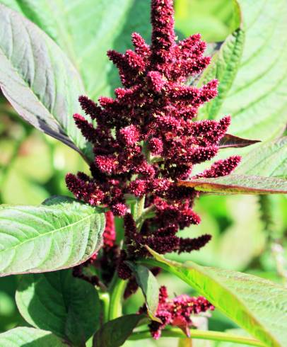 Fotografia de capa Amaranthus hypochondriacus - do Jardim Botânico