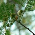 Fotografia 5 da espécie Leucaena leucocephala do Jardim Botânico UTAD