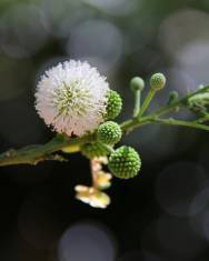 Fotografia da espécie Leucaena leucocephala