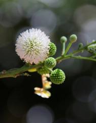 Leucaena leucocephala