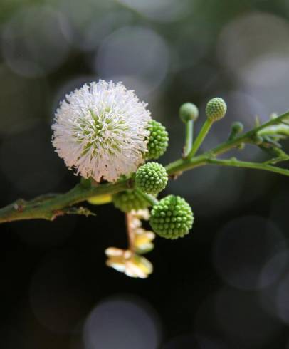 Fotografia de capa Leucaena leucocephala - do Jardim Botânico