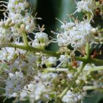 Fotografia 8 da espécie Ligustrum lucidum do Jardim Botânico UTAD