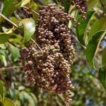 Fotografia 9 da espécie Ligustrum lucidum do Jardim Botânico UTAD