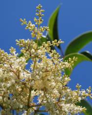 Fotografia da espécie Ligustrum lucidum