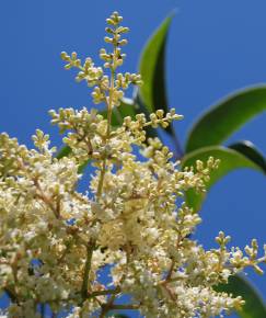 Fotografia da espécie Ligustrum lucidum