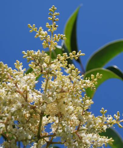 Fotografia de capa Ligustrum lucidum - do Jardim Botânico