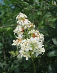 Ligustrum vulgare