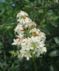 Fotografia da espécie Ligustrum vulgare