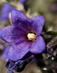 Lithodora fruticosa