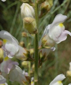 Fotografia da espécie Antirrhinum graniticum