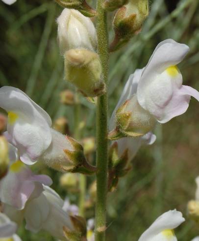 Fotografia de capa Antirrhinum graniticum - do Jardim Botânico