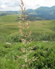 Fotografia da espécie Calamagrostis arundinacea