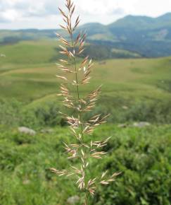 Fotografia da espécie Calamagrostis arundinacea