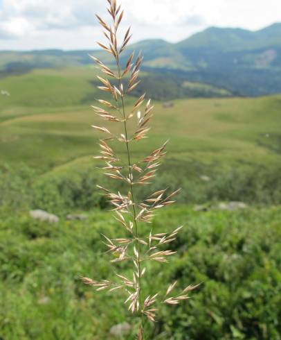 Fotografia de capa Calamagrostis arundinacea - do Jardim Botânico