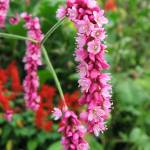 Fotografia 9 da espécie Polygonum orientale do Jardim Botânico UTAD