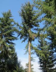 Picea abies