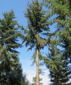 Fotografia da espécie Picea abies