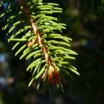 Fotografia 14 da espécie Picea abies do Jardim Botânico UTAD