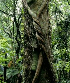 Fotografia da espécie Metrosideros robusta