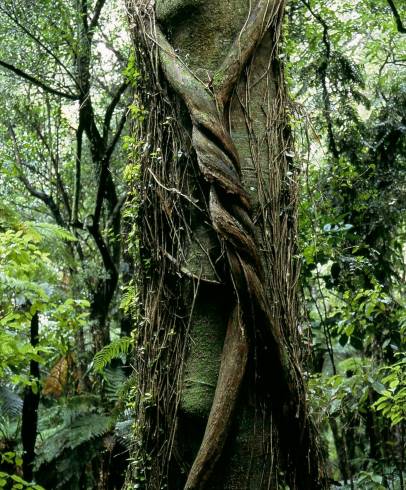 Fotografia de capa Metrosideros robusta - do Jardim Botânico