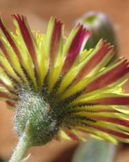 Fotografia da espécie Pilosella officinarum