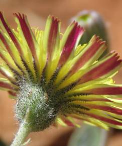 Fotografia da espécie Pilosella officinarum