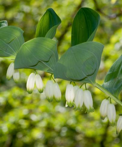 Fotografia de capa Polygonatum odoratum - do Jardim Botânico