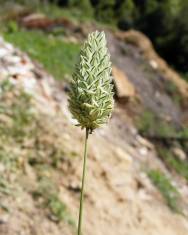 Fotografia da espécie Phalaris canariensis