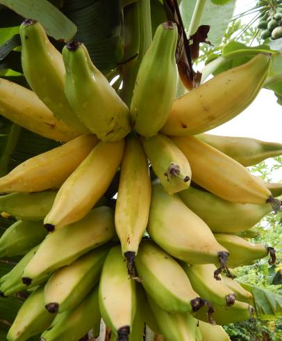 Fotografia de capa Musa x paradisiaca - do Jardim Botânico