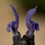 Fotografia 7 da espécie Lavandula latifolia do Jardim Botânico UTAD