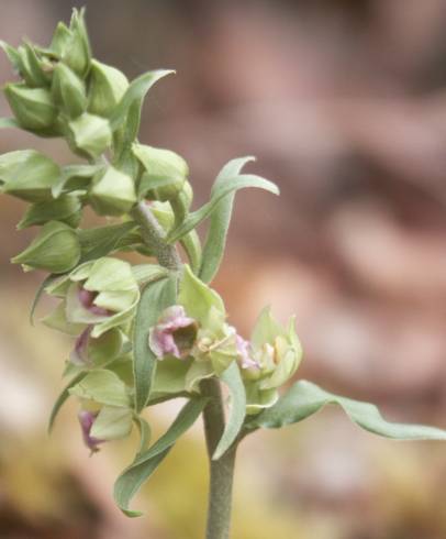 Fotografia de capa Epipactis duriensis - do Jardim Botânico