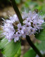 Fotografia da espécie Mentha x piperita