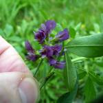 Fotografia 8 da espécie Medicago sativa do Jardim Botânico UTAD