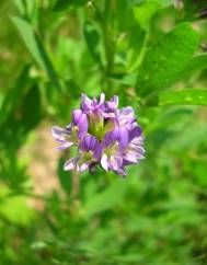 Medicago sativa