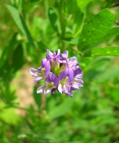 Fotografia de capa Medicago sativa - do Jardim Botânico