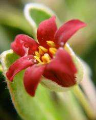 Fotografia da espécie Pittosporum crassifolium