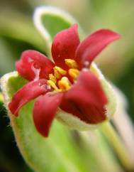 Pittosporum crassifolium