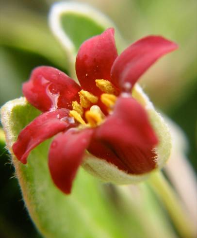 Fotografia de capa Pittosporum crassifolium - do Jardim Botânico