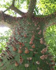 Fotografia da espécie Ceiba speciosa