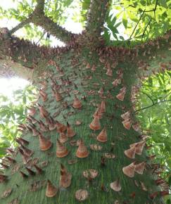 Fotografia da espécie Ceiba speciosa