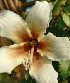 Fotografia da espécie Ceiba insignis