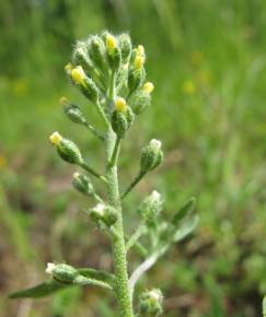 Fotografia da espécie Alyssum alyssoides