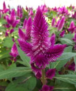 Fotografia da espécie Celosia argentea