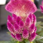 Fotografia 10 da espécie Celosia argentea do Jardim Botânico UTAD