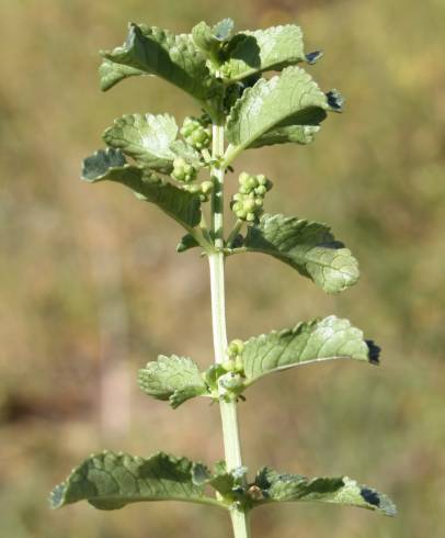 Fotografia de capa Mercurialis elliptica - do Jardim Botânico