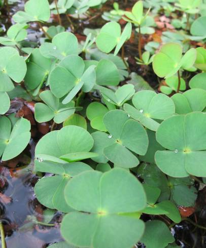 Fotografia de capa Marsilea quadrifolia - do Jardim Botânico