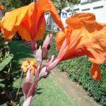 Fotografia 15 da espécie Canna x generalis do Jardim Botânico UTAD