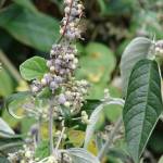 Fotografia 9 da espécie Buddleja madagascariensis do Jardim Botânico UTAD