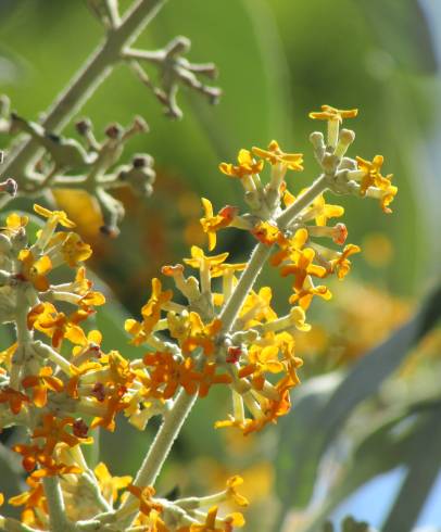 Fotografia de capa Buddleja madagascariensis - do Jardim Botânico