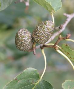 Fotografia da espécie Alnus cordata